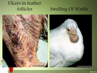 Ulcers in feather
follicles

Swelling Of Wattle

 