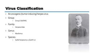 Virus Classification
› An oncogenic (tumor-inducing) herpes virus
› Group:
› Group I (dsDNA)
› Family:
› Herpesviridae
› G...