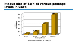 Plaque size of SB-1 at various passage
levels in CEFs
0
0.1
0.2
0.3
0.4
0.5
0.6
SB-1 (11) SB-1 (23) SB-1 (64) Control (HVT...