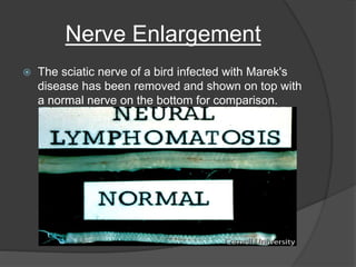 Nerve Enlargement
 The sciatic nerve of a bird infected with Marek's
disease has been removed and shown on top with
a normal nerve on the bottom for comparison.
 