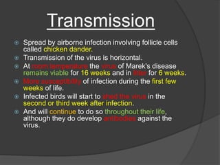Transmission
 Spread by airborne infection involving follicle cells
called chicken dander.
 Transmission of the virus is horizontal.
 At room temperature the virus of Marek's disease
remains viable for 16 weeks and in litter for 6 weeks.
 More susceptibility of infection during the first few
weeks of life.
 Infected birds will start to shed the virus in the
second or third week after infection.
 And will continue to do so throughout their life,
although they do develop antibodies against the
virus.
 