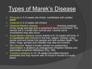Types of Marek’s Disease
 Peracute in 3–5 weeks old chicks; manifested with sudden
death
 Anaemia in 3–6 weeks old chicken
 Classical Marek's disease (range paralysis) showing paralysis
of two wings and legs due to peripheral nerve involvement. The
nerves are 2–3 times their normal size. Central nerve
involvement may also occur.
 Acute Marek's disease occurs mainly in 6–12 weeks old birds. It
is manifested with tumours in the liver, spleen, kidneys, brain,
spinal cord and dorsal root ganglia and with sudden death. The
heart, lungs, gonads and muscles may also be involved.
 Skin leucosis. Noted in broiler chicken on postmortem
examination in abattoirs as enlargement of feather follicles and
associated lymphoid infiltrations (Fig. 199).
 Transient paralysis in 12–18 weeks old pullets become
paralysed and may recover with 24 hours if moved to a quiet
place.
 