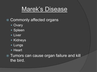 Marek’s Disease
 Commonly affected organs
 Ovary
 Spleen
 Liver
 Kidneys
 Lungs
 Heart
 Tumors can cause organ failure and kill
the bird.
 
