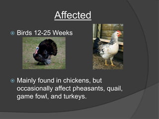 Affected
 Birds 12-25 Weeks
 Mainly found in chickens, but
occasionally affect pheasants, quail,
game fowl, and turkeys.
 