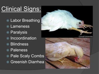Clinical Signs:
 Labor Breathing
 Lameness
 Paralysis
 Incoordination
 Blindness
 Paleness
 Pale Scaly Combs
 Greenish Diarrhea
 