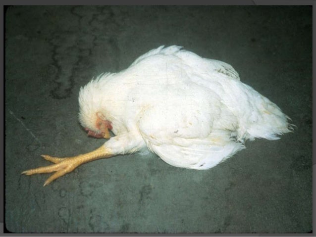 Marek's disease in poultry