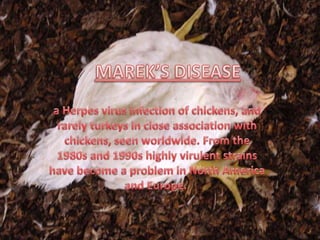 Marek’s disease pp