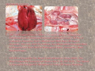 Marek’s disease pp