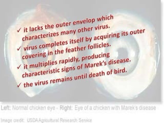 Marek’s disease pp