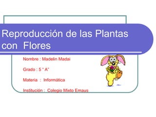 Reproducción de las Plantas
con Flores
    Nombre : Madelin Madai

    Grado : 5 “ A”

    Materia : Informática

    Institución : Colegio Mixto Emaus
 