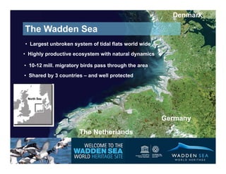 Denmark

The Wadden Sea
• Largest unbroken system of tidal flats world wide
• Highly productive ecosystem with natural dyn...