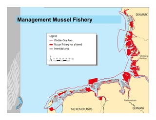 Management Mussel Fishery
 