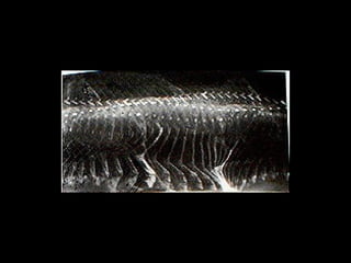 Marey horse original 