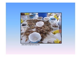 EEE1 /   2   E   21   /
 