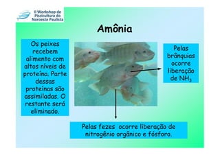 Amônia
   Os peixes
    recebem                                      Pelas
 alimento com                                 brânquias
altos níveis de                                 ocorre
proteína. Parte                               liberação
     dessas                                     de NH3
 proteínas são
assimiladas. O
 restante será
   eliminado.

                  Pelas fezes ocorre liberação de
                   nitrogênio orgânico e fósforo.
 