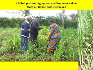 Napier Stunt and Smut Resistance Project in Kenya: achievements and outcomes