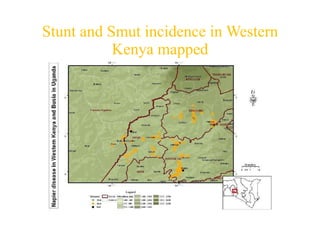 Napier Stunt and Smut Resistance Project in Kenya: achievements and outcomes