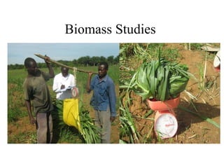 Napier Stunt and Smut Resistance Project in Kenya: achievements and outcomes