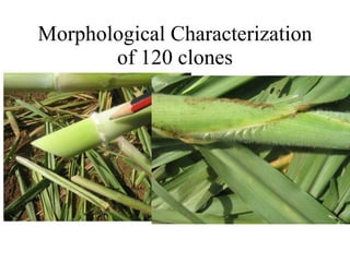 Napier Stunt and Smut Resistance Project in Kenya: achievements and outcomes