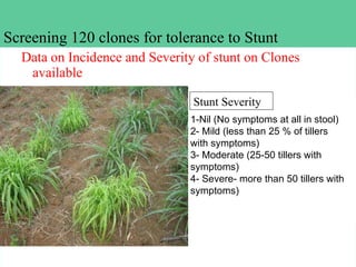 Napier Stunt and Smut Resistance Project in Kenya: achievements and outcomes