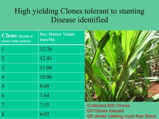 Napier Stunt and Smut Resistance Project in Kenya: achievements and outcomes