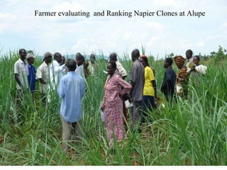 Napier Stunt and Smut Resistance Project in Kenya: achievements and outcomes