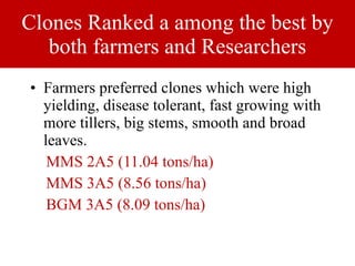 Napier Stunt and Smut Resistance Project in Kenya: achievements and outcomes