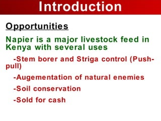 Napier Stunt and Smut Resistance Project in Kenya: achievements and outcomes