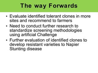 Napier Stunt and Smut Resistance Project in Kenya: achievements and outcomes