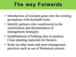 Napier Stunt and Smut Resistance Project in Kenya: achievements and outcomes