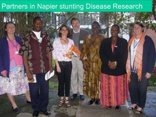 Napier Stunt and Smut Resistance Project in Kenya: achievements and outcomes