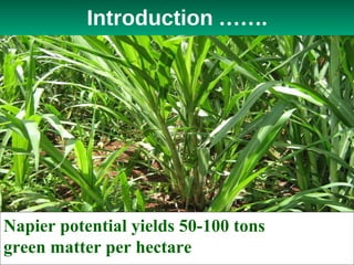 Napier Stunt and Smut Resistance Project in Kenya: achievements and outcomes