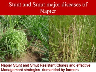 Napier Stunt and Smut Resistance Project in Kenya: achievements and outcomes