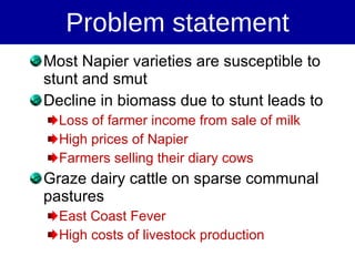 Napier Stunt and Smut Resistance Project in Kenya: achievements and outcomes