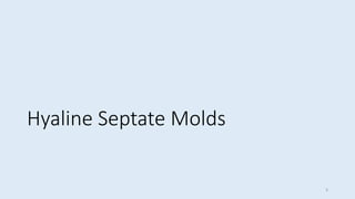 Hyaline Septate Molds
3
 