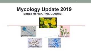 MYCOLOGY
Mycology Update 2019
Margie Morgan, PhD, D(ABMM)
Yeast
Mycormycetes Conidial Molds
Dematiacious Hyaline
Yeast
1
 