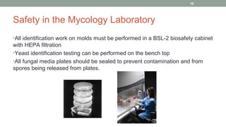 Safety in the Mycology Laboratory
•All identification work on molds must be performed in a BSL-2 biosafety cabinet
with HEPA filtration
•Yeast identification testing can be performed on the bench top
•All fungal media plates should be sealed to prevent contamination and from
spores being released from plates.
10
 