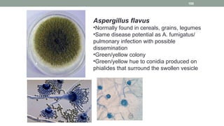 Aspergillus flavus
•Normally found in cereals, grains, legumes
•Same disease potential as A. fumigatus/
pulmonary infection with possible
dissemination
•Green/yellow colony
•Green/yellow hue to conidia produced on
phialides that surround the swollen vesicle
100
 