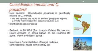Coccidioides immitis and C.
posadasii
• New species: Coccidioides posadasii is genetically
related to C. immitis.
• The two species are found in different geographic regions,
C.immitis (California) and C. posadasii (outside CA)
• Identical disease process
• Endemic in SW USA (San Joaquin Valley), Mexico, and
South America, in areas known as the Sonoran life
zone / warm and desert sands
• Infection is from inhalation of fungal particles
(arthroconidia) found in the sandy soil
36
 