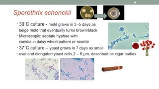 Sporothrix schenckii
• 30˚C culture - mold grows in 3 -5 days as
beige mold that eventually turns brown/black
• Microscopic: septate hyphae with
conidia in daisy wheel pattern or rosette
• 37˚C culture – yeast grows in 7 days as small
• oval and elongated yeast cells,2 – 5 µm, described as cigar bodies
48
 
