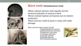 Black mold / Dematiaceous mold
•Black colored colonies; both topside and the
reverse [underside of colony] is black
•Brown colored hyphae and spores due to melanin
production
•Most common molds to grow in areas with water
damage
Most common black molds include:
Cladophialophora carrionii
Cladophialophora bantiana
Phialophora verrucosa
Fonsecaea pedrosoi
Exophiala species
Wangiella species
Rhinocladiella species
62
 