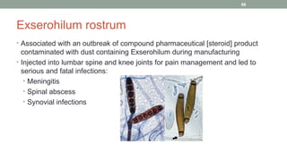 Exserohilum rostrum
• Associated with an outbreak of compound pharmaceutical [steroid] product
contaminated with dust containing Exserohilum during manufacturing
• Injected into lumbar spine and knee joints for pain management and led to
serious and fatal infections:
• Meningitis
• Spinal abscess
• Synovial infections
68
 