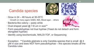 Candida species
• Grow in 24 – 48 hours at 30-35*C
• Growth on many agars SABS, IMA, Blood agar… others
• Bacteria-like colony – pasty white
• Oval shaped yeast @ 7-8 um in size**
• Form pseudohyphae not true hyphae (Yeast do not detach and form
elongated hyphae)
• Identify using biochemicals, MALDI-TOF, or Sequencing
• Exception: **Candida glabrata is only Candida species that is small @ 4
µM in size and does NOT form pseudohyphae – this species breaks all the
Candida rules
pseudohyphae
73
 