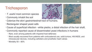 Trichosporon
• T. asahii most common species
• Commonly inhabit the soil
• Colonize the skin/ gastrointestinal tract of humans.
• Rectangular shaped yeast cells
• Cause of superficial infection - white piedra, a distal infection of the hair shaft,
• Commonly reported cause of disseminated yeast infections in humans
• Rare, even among patients with impaired host defenses:
• Most usually recovered from patients with corticosteroid use, solid tumors, HIV/AIDS, and
intravascular devices, including catheters and prosthetic heart valves
• Mortality 50 – 80%
83
 