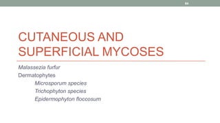 CUTANEOUS AND
SUPERFICIAL MYCOSES
Malassezia furfur
Dermatophytes
Microsporum species
Trichophyton species
Epidermophyton floccosum
84
 