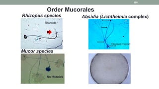 Rhizopus species Absidia (Lichtheimia complex)
Mucor species
No rhizoids
Rhizoids
Order Mucorales
Distant rhizoid
109
 