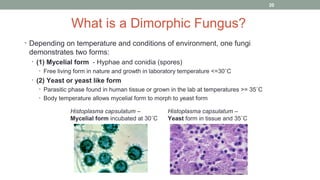 What is a Dimorphic Fungus?
• Depending on temperature and conditions of environment, one fungi
demonstrates two forms:
• ...