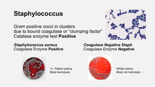 Staphylococcus
Gram positive cocci in clusters
due to bound coagulase or “clumping factor”
Catalase enzyme test Positive
Staphylococcus aureus Coagulase Negative Staph
Coagulase Enzyme Positive Coagulase Enzyme Negative
+/- Yellow colony
Beta hemolysis
White colony
Most not hemolytic
 