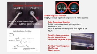 Catalase Enzyme Reaction
Negative Positive
Bacteria placed in Hydrogen
Peroxide – bubbles, positive reaction
Slide Coagulase reaction
Staphylococcus organism suspended in rabbit plasma
Tube Coagulase Reaction
Rabbit plasma inoculated with organism /
Incubate at 35˚C
Read at 4 hours and if negative read again at 24
hours
Negative tube coagulase
No clot formed/liquid
Coagulase negative Staph
Positive Tube Coagulase
Clot formed
Staph aureus
Slide Coagulase Reaction
 