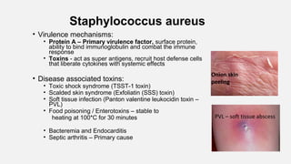 Staphylococcus aureus
• Virulence mechanisms:
• Protein A – Primary virulence factor, surface protein,
ability to bind immunoglobulin and combat the immune
response
• Toxins - act as super antigens, recruit host defense cells
that liberate cytokines with systemic effects
• Disease associated toxins:
• Toxic shock syndrome (TSST-1 toxin)
• Scalded skin syndrome (Exfoliatin (SSS) toxin)
• Soft tissue infection (Panton valentine leukocidin toxin –
PVL)
• Food poisoning / Enterotoxins – stable to
heating at 100*C for 30 minutes
• Bacteremia and Endocarditis
• Septic arthritis – Primary cause
Onion skin
peeling
PVL – soft tissue abscess
 